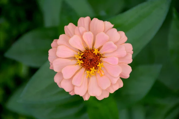 Zinnia flowers colorful beautiful fresh flowers