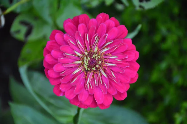 Zinnia flowers colorful beautiful fresh flowers