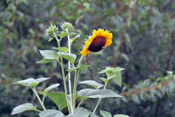 Helianthus annuus ayçiçeği çiçek açtı.