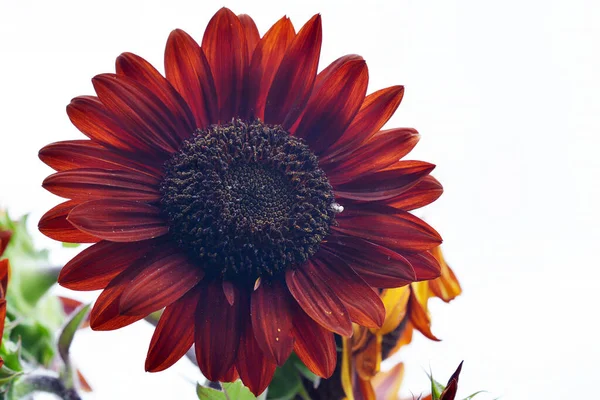Helianthus annuus ayçiçeği çiçek açtı.