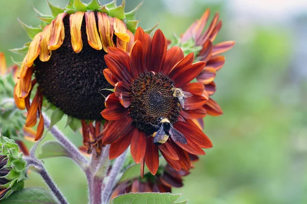 Helianthus annuus ayçiçeği çiçek açtı.