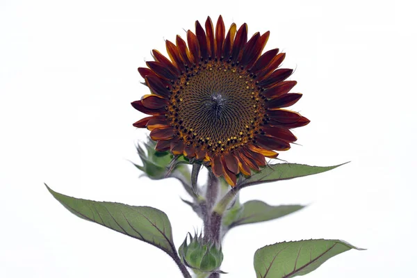 Helianthus annuus ayçiçeği çiçek açtı.