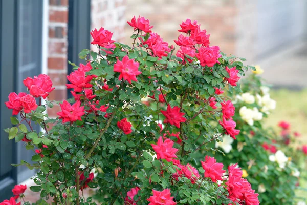 Elegant, pretty, fragrant flourescent red roses