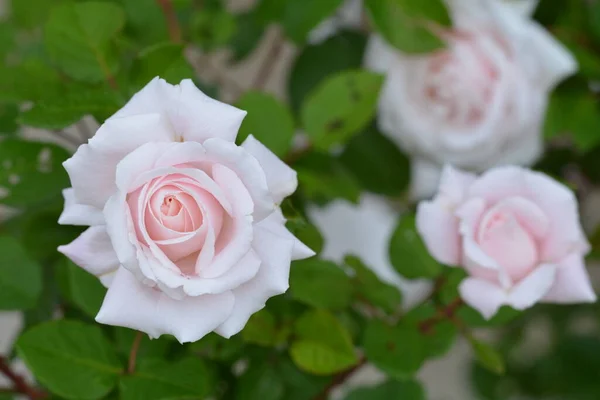 Elegant, pretty, sweetly fragrant pale pink roses