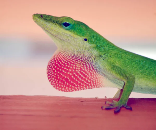 A male green anole lizard displaying bright pink dewlap or throat fan