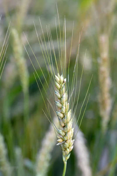barley grass bird seed plant