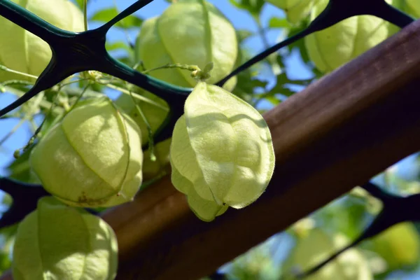 Cardiospermum halicacabum plant, pods, and seeds with a heart-shaped marking