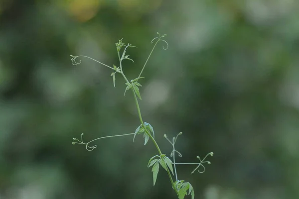 Cardiospermum halicacabum plant, pods, and seeds with a heart-shaped marking