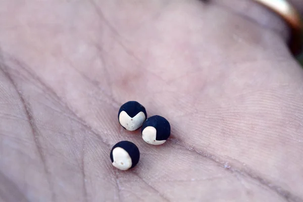Cardiospermum halicacabum plant, pods, and seeds with a heart-shaped marking