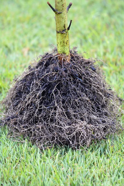 Helianthus annuus - sunflower roots closeup