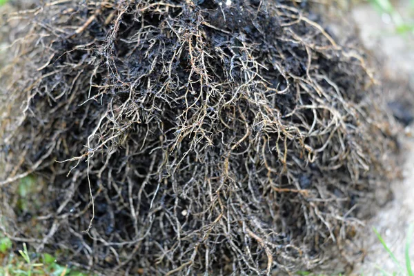 Helianthus annuus - sunflower roots closeup