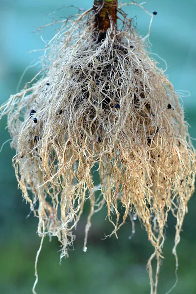 Helianthus annuus - sunflower roots closeup