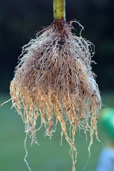 Helianthus annuus - sunflower roots closeup