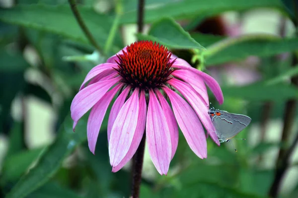 Echinacea purpurea flower with gray hairstreak butterfly Strymon melinus
