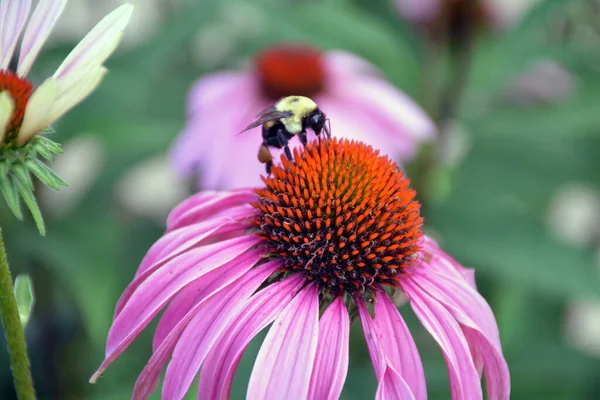 Echinacea purpurea flower and bumble bee