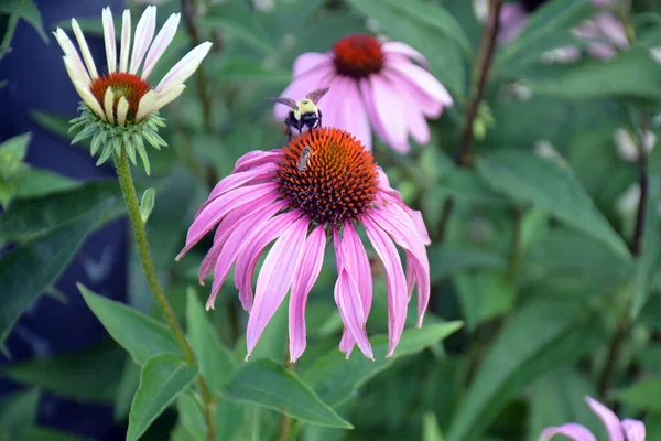 Echinacea purpurea flower and bumble bee and dwarf honey bee