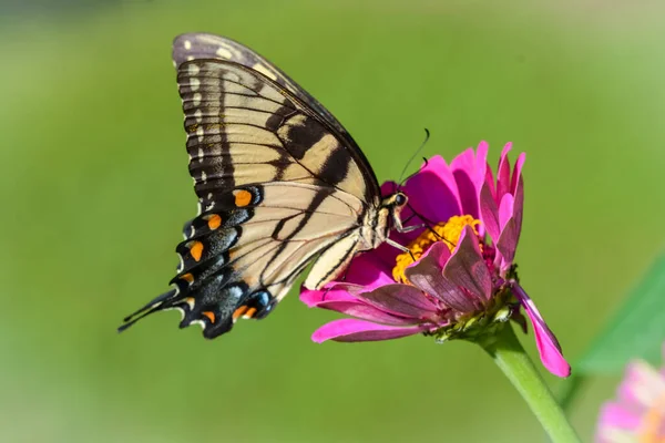 Papilio glaucus eastern tiger swallowtail butterfly on Zinnia flower