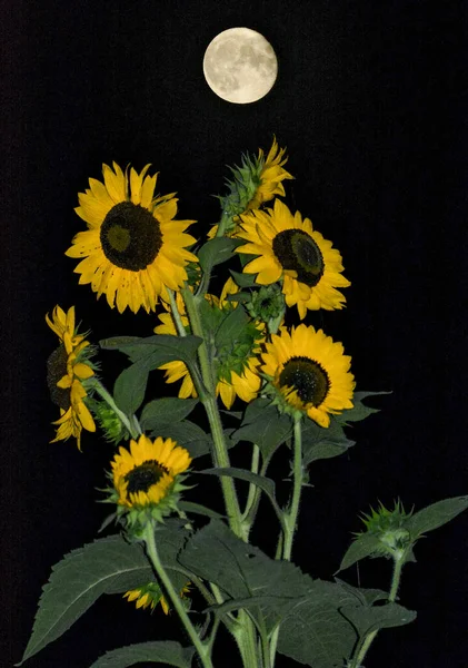 Helianthus annuus sunflower plant in bloom with moon in the background