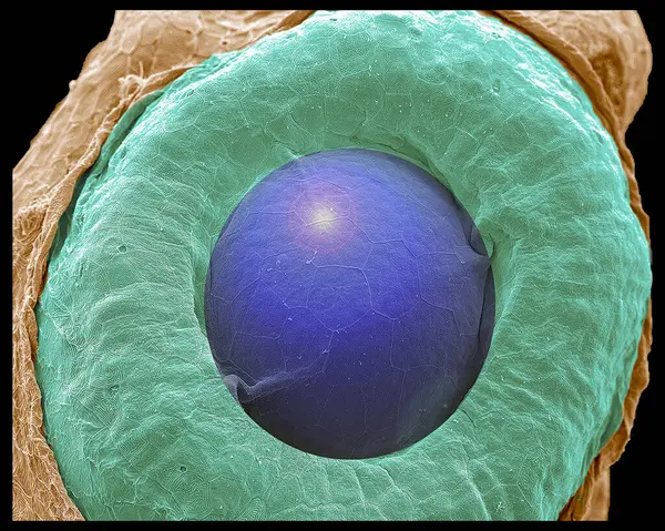 Zebralı bir embriyonun gelişmekte olan gözünün renkli SEM görüntüsü