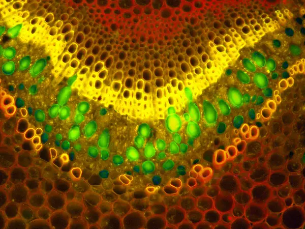 Fadogia agrestis yaprağının florasan mikroskopi görüntüsü çapraz kesitte fenolik maddelerin yeşil olduğunu gösteriyor.
