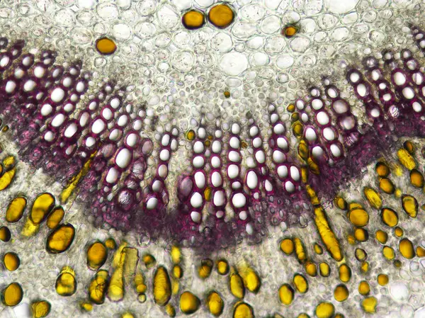 Fadogia Agrestis 'in çapraz kesitteki optik ışık mikroskobu görüntüsü fenolik maddelerin fenomende altın sarısı olduğunu gösteriyor.