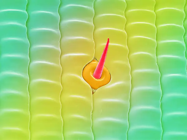 Kelebek hortumunda bulunan duyusal kılın renkli SEM görüntüsü