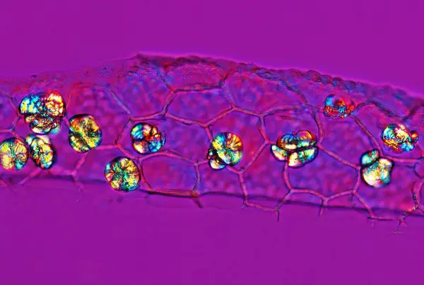 Büchu yaprağındaki diosmin kristallerinin polarize ışık mikrografı