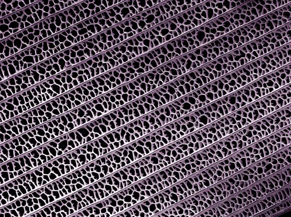 Kelebek kanat ölçeğinin renkli tarama elektron mikroskobu görüntüsü