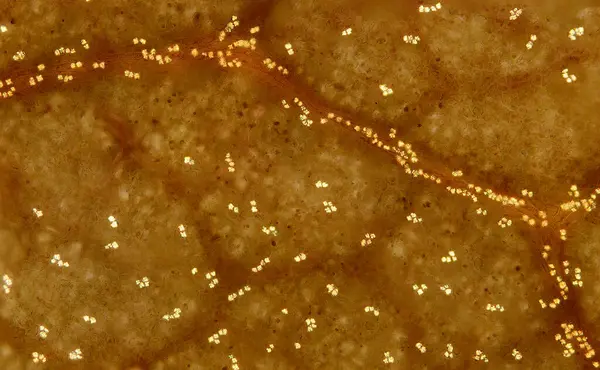 Neem yaprağında bulunan kalsiyum oksalat kurutma kristallerinin hafif mikrografı