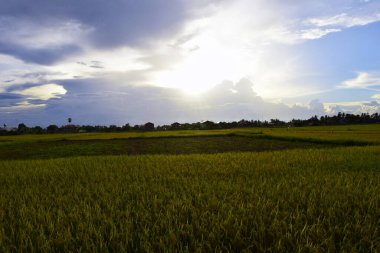 Rice Field Günbatımı. Yüksek kalite fotoğraf