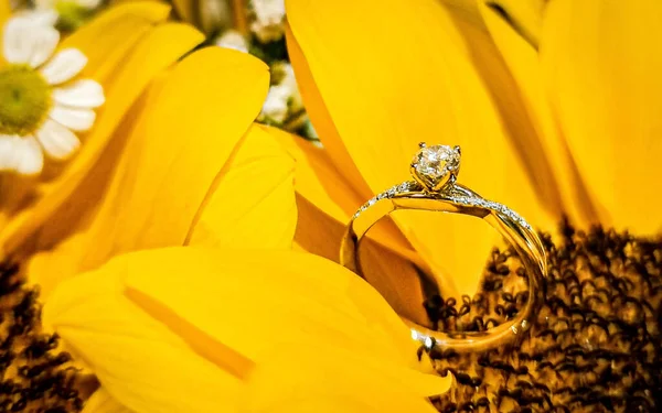 Engagement diamond ring closeup shot in sunflowers. High quality photo