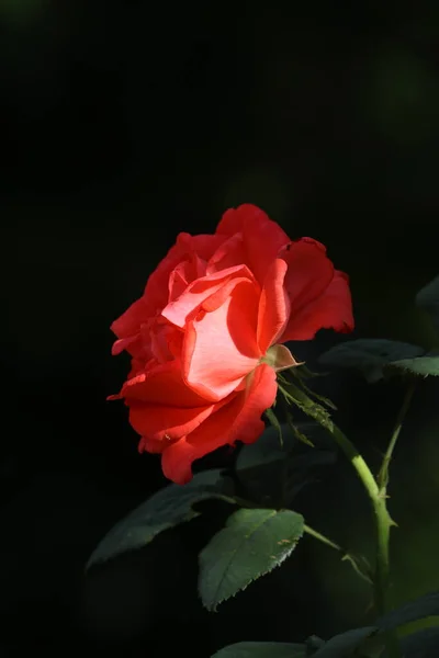 Zdjęcie Czerwonej Róży Oświetlonej Przez Słońce — Zdjęcie stockowe