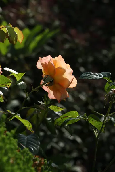Pomarańczowa Róża Przez Ogród — Zdjęcie stockowe