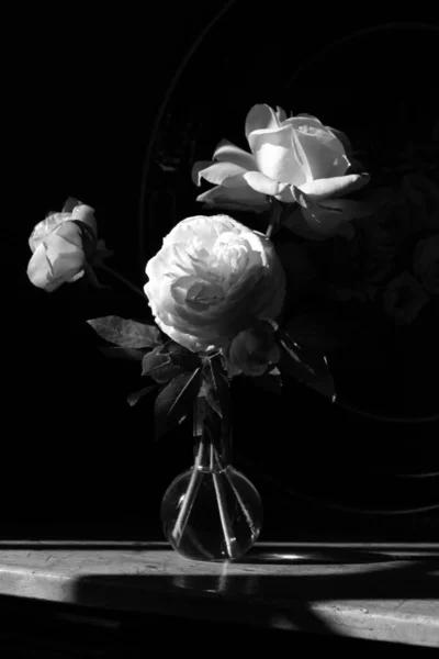 Trio Rosas Filmado Preto Branco — Fotografia de Stock