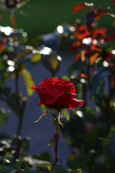 Piękny Głęboki Czerwony Kwiat Przytulony Przez Słońce — Zdjęcie stockowe