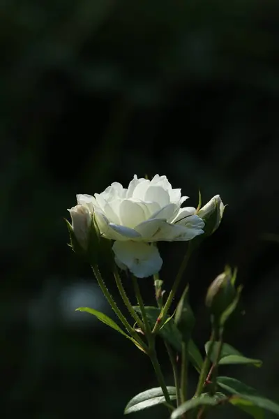 Piękny Biały Kwiat Ciemnym Tle — Zdjęcie stockowe