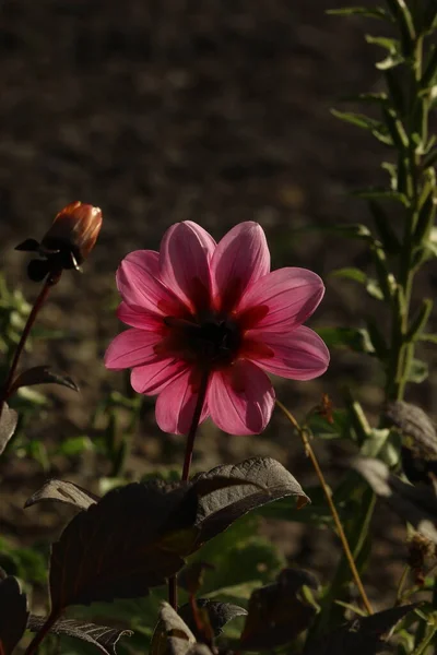 Głęboki Purpurowy Kwiat Słońcem — Zdjęcie stockowe