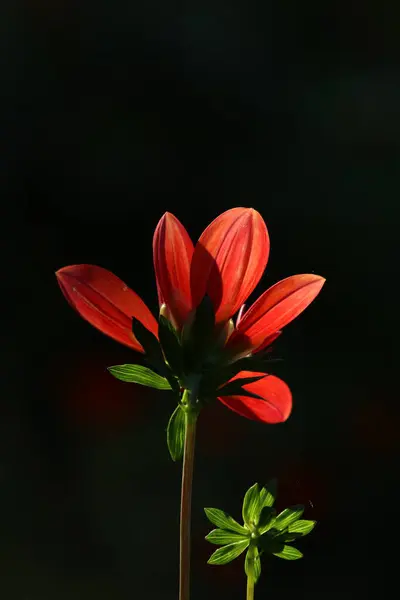 Unikalny Czerwony Kwiat Ciemnym Tle — Zdjęcie stockowe