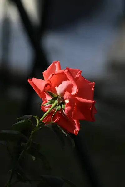 Czerwona Róża Niebieskim Tłem — Zdjęcie stockowe