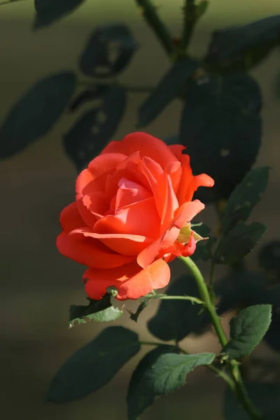 Piękna Czerwona Róża Pokryta Słońcem — Zdjęcie stockowe