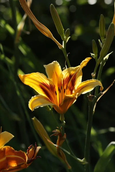 Flor Amarilla Única Compartida Entre Oscuridad Sol —  Fotos de Stock