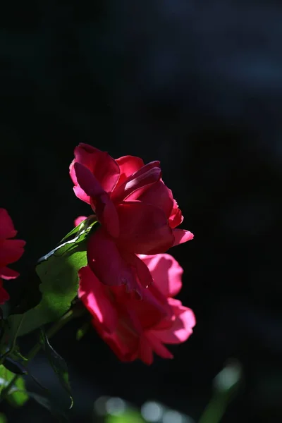 Duas Rosas Vermelhas Com Fundo Escuro — Fotografia de Stock