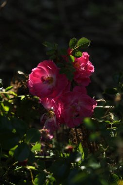 Ağaçtaki pembe ve siyah güller