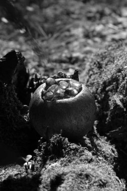 İncilerle dolu egzotik bir mumun yakın plan çekimi. 