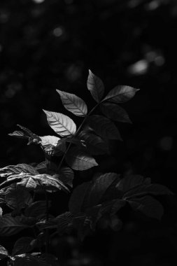 Güneşle kesişen bir bitkinin yakınında 