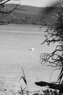 Nehrin arka planında bir gölün siyah beyaz fotoğrafı