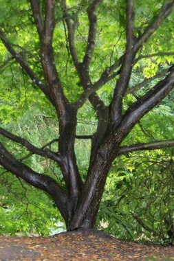 Meşe köklü yeşil ağaç