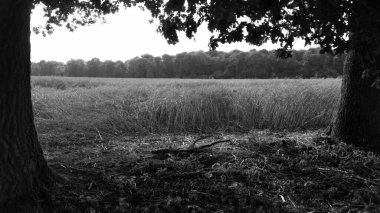 Güneş ağaçların arasından parlıyor. Güzel, karanlık bir gökyüzü olan manzara..