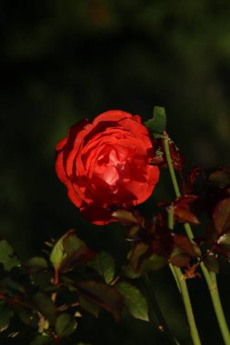 Geçmişi bulanık güzel güller.