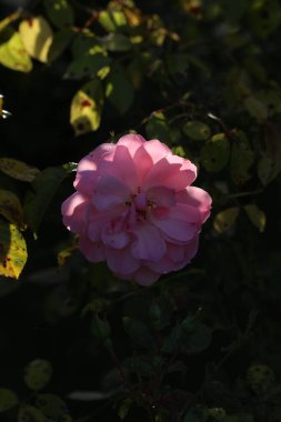 Bahçedeki güzel beyaz güller